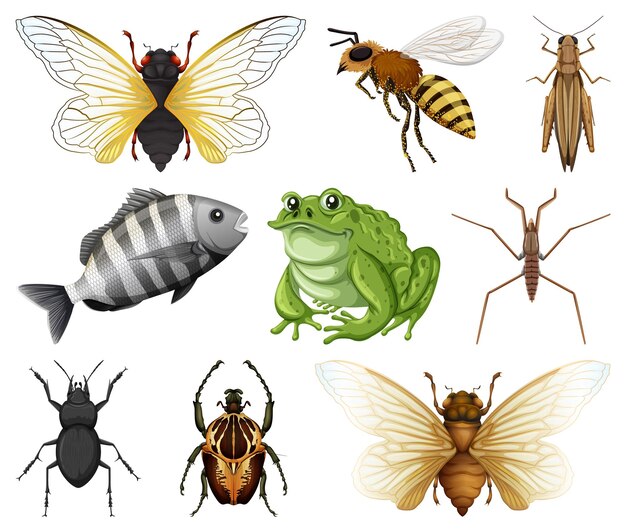 Différents types d'insectes et d'animaux sur fond blanc