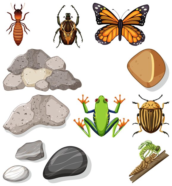 Différents Types D'insectes Avec Des éléments De La Nature