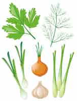Vecteur gratuit différents types de légumes sur blanc