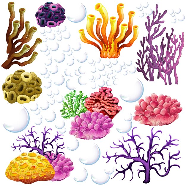 Différents types de récifs