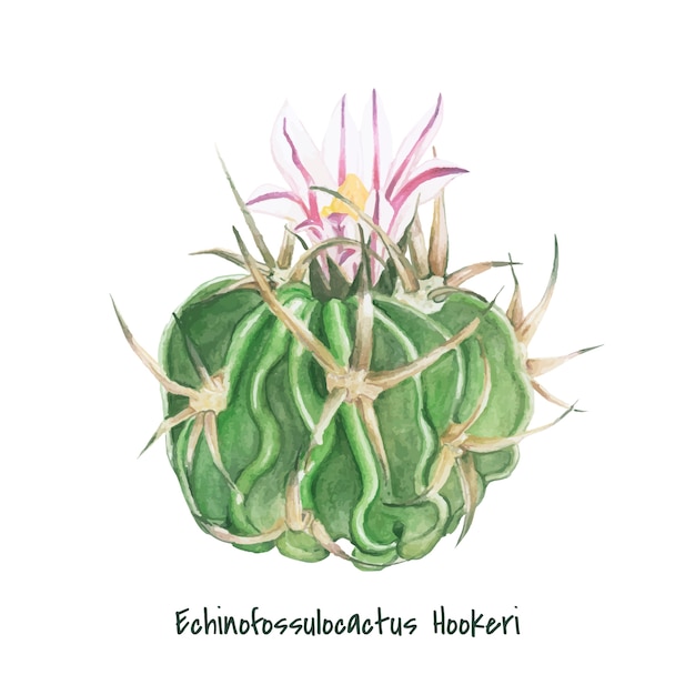 Vecteur gratuit echinofossulocactus hookeri cactus dessinés à la main