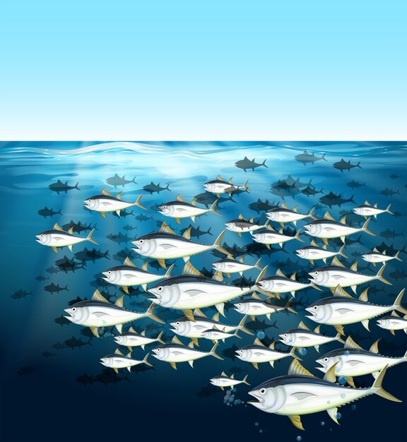 École de thon nageant sous la mer