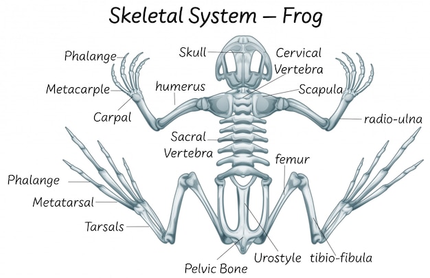 Vecteur gratuit Éduction scientifique de l'anatomie de la grenouille