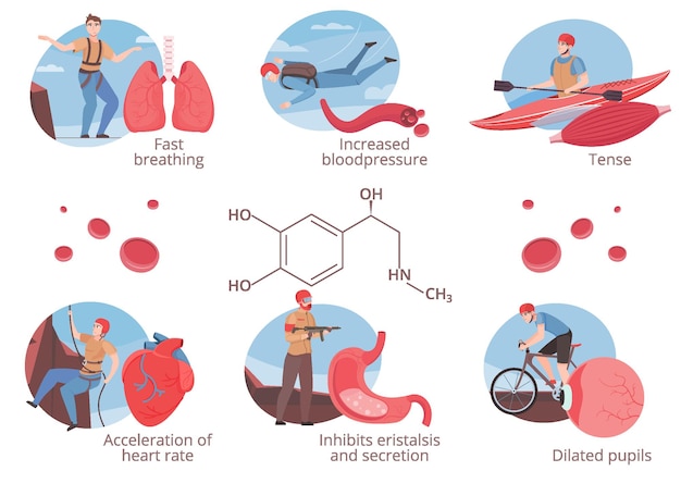 Vecteur gratuit effet de la libération d'adrénaline sur la santé humaine ensemble plat, y compris respiration rapide augmentation de la pression artérielle accélération de la fréquence cardiaque pupilles dilatées illustration isolée