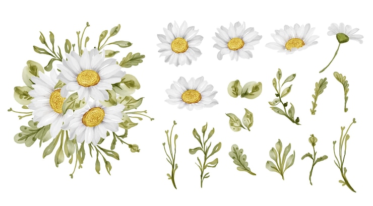 Vecteur gratuit élégante belle fleur de marguerite blanche isolée