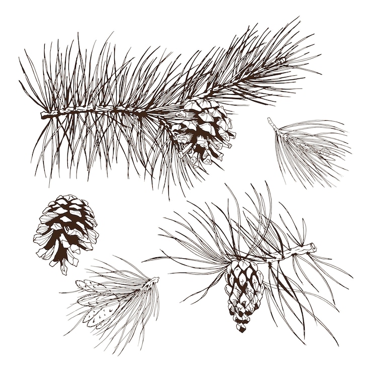 Vecteur gratuit élément de conception de branches de pin