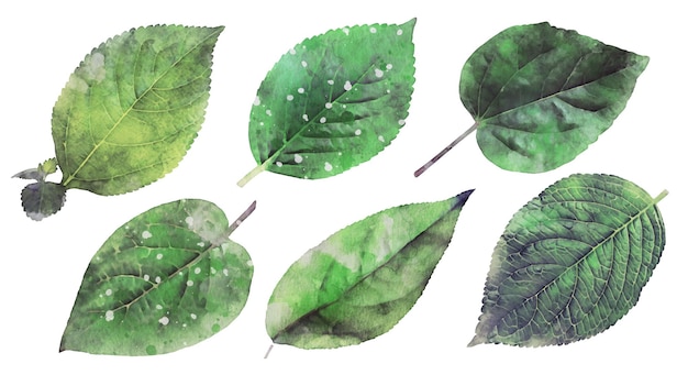 Vecteur gratuit Éléments de feuilles isolées aquarelle réaliste pour la conception