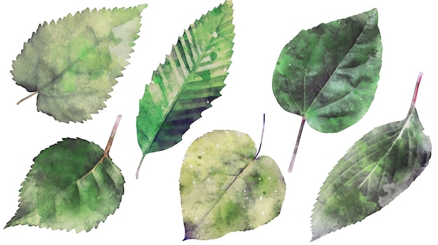 Vecteur gratuit Éléments de feuilles isolées aquarelle