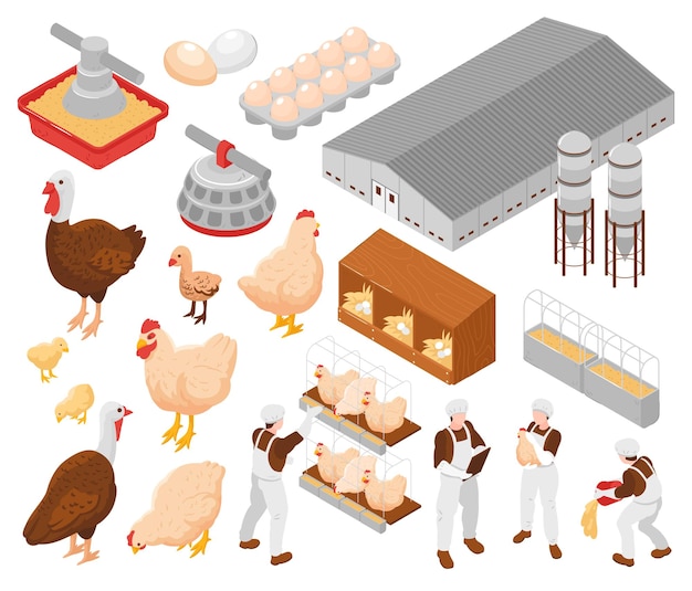 Vecteur gratuit Éléments isométriques de la ferme avicole de poulet sertie d'oeufs de dinde ouvriers agricoles nourrissant les oiseaux installations équipement illustration vectorielle