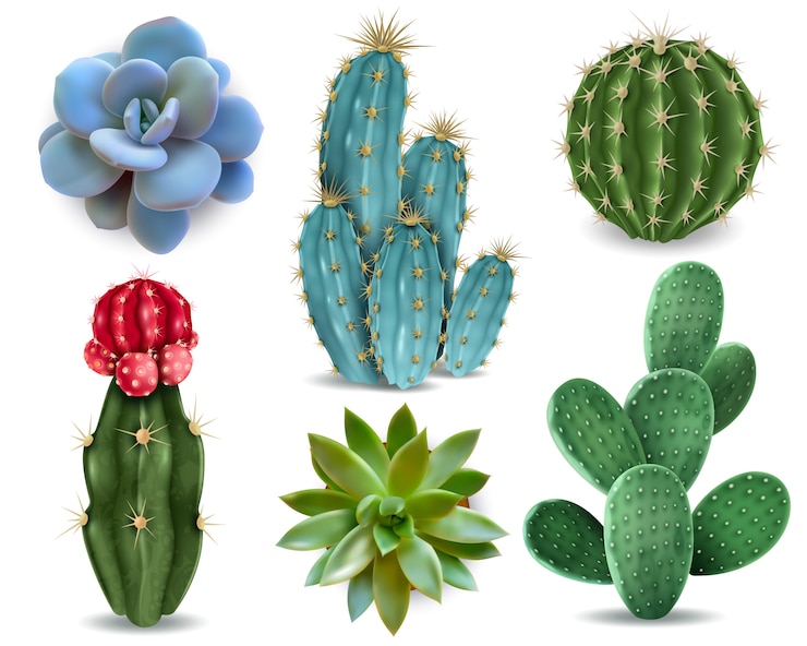 Vecteur gratuit éléments de plantes d'intérieur populaires et variétés de rosettes succulentes, y compris coussin de broche cactus collection réaliste collection de vecteur isolé