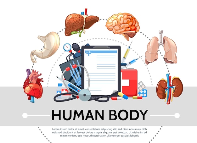 Éléments De Soins De Santé De Dessin Animé Concept Rond Avec Des Organes Internes Humains Comprimés Presse-papiers Kit Médical Stéthoscope