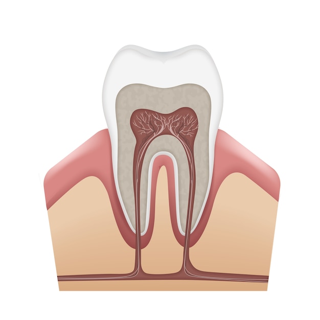 Vecteur gratuit Émail de l'anatomie de la dent humaine de vecteur, dentine, pulpe, gencives, os, cément, canaux radiculaires, nerfs et vaisseaux sanguins isolés sur fond blanc