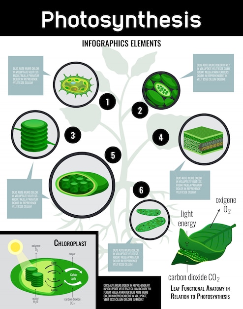 Vecteur gratuit Énergie lumineuse de photosynthèse dans les cellules processus de conversion des aliments éléments infographiques du schéma avec description affiche éducative