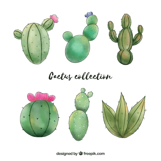 Vecteur gratuit ensemble amusant de cactus aquarelle