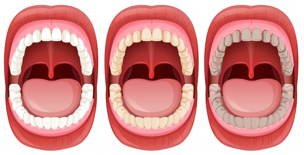 Vecteur gratuit un ensemble d'anatomie de la bouche humaine