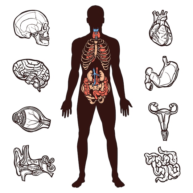 Corps humain organe : 594 478 images, photos de stock, objets 3D et images  vectorielles