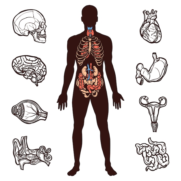 Vecteur gratuit ensemble d'anatomie humaine