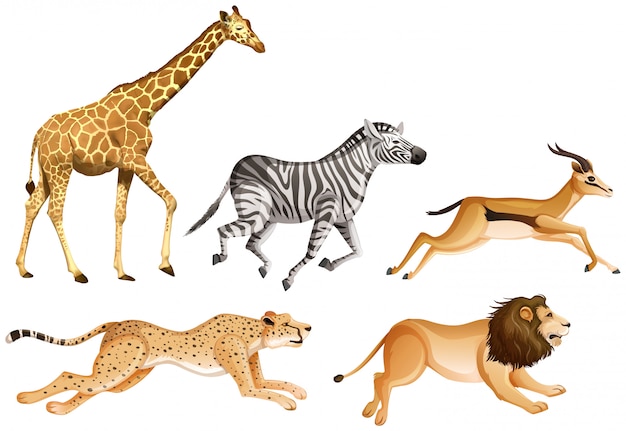Vecteur gratuit ensemble d'animaux de safari isolés