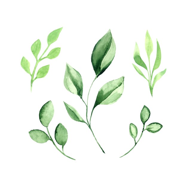 Ensemble aquarelle de feuilles vertes vectorielles.