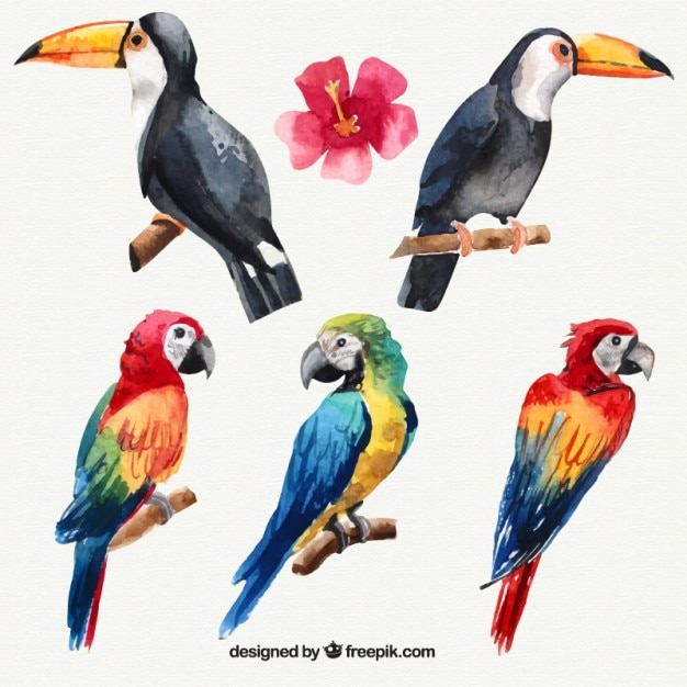 Vecteur gratuit ensemble de l'aquarelle oiseaux tropicaux