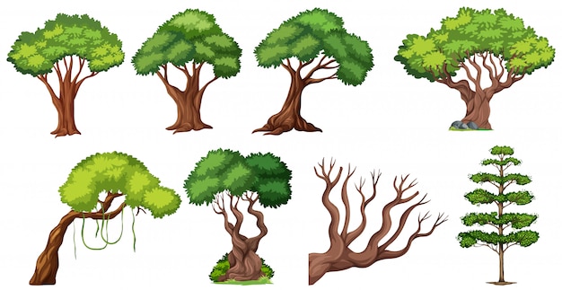 Ensemble d'arbres différents