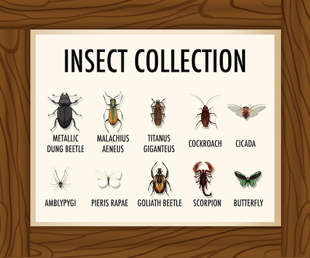 Ensemble De Bannière De Collection D'insectes Sur Table En Bois