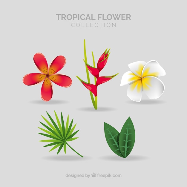 Vecteur gratuit ensemble de belles fleurs tropicales