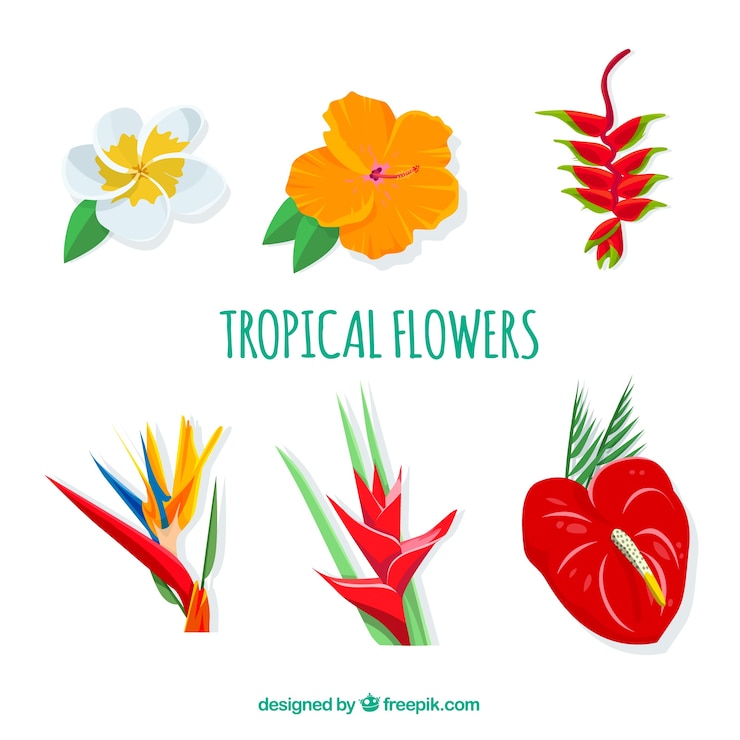 Vecteur gratuit ensemble de belles fleurs tropicales