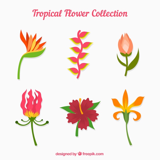 Vecteur gratuit ensemble de belles fleurs tropicales