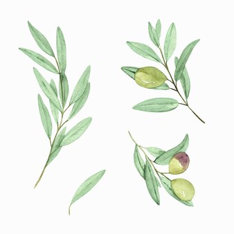 Ensemble de branches d'olivier à l'aquarelle