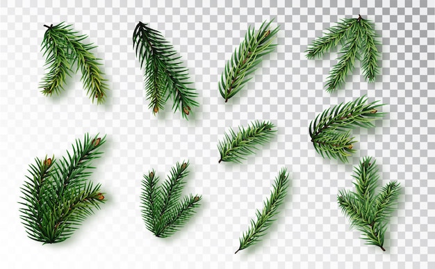 Ensemble de branches de sapin isolé sur fond transparent. et créez une variété de compositions du Nouvel An pour votre design festif.