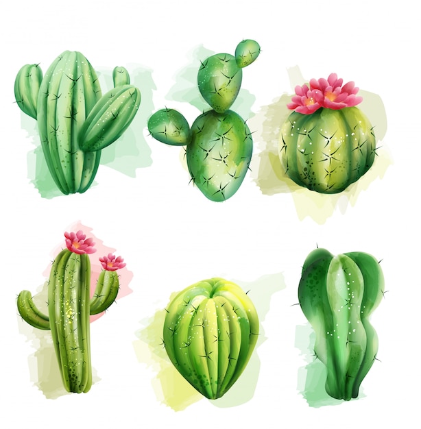 Ensemble De Cactus. Collection De Plantes Exotiques. Cactus Avec Fleur