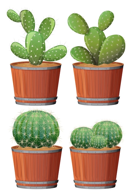 Ensemble De Cactus Dans Un Pot En Bois Isolé Sur Fond Blanc