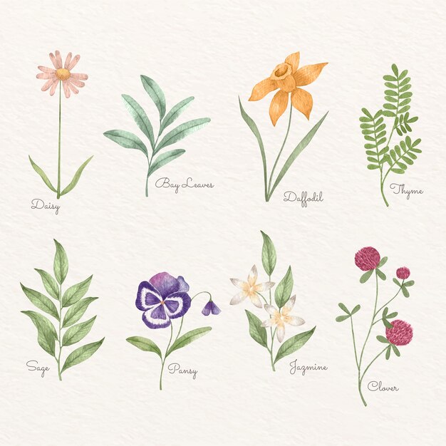 Ensemble de cartes de fleurs botaniques aquarelle