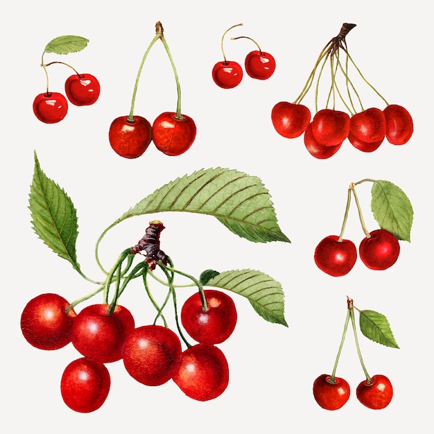 Ensemble de cerises rouges fraîches naturelles dessinées à la main