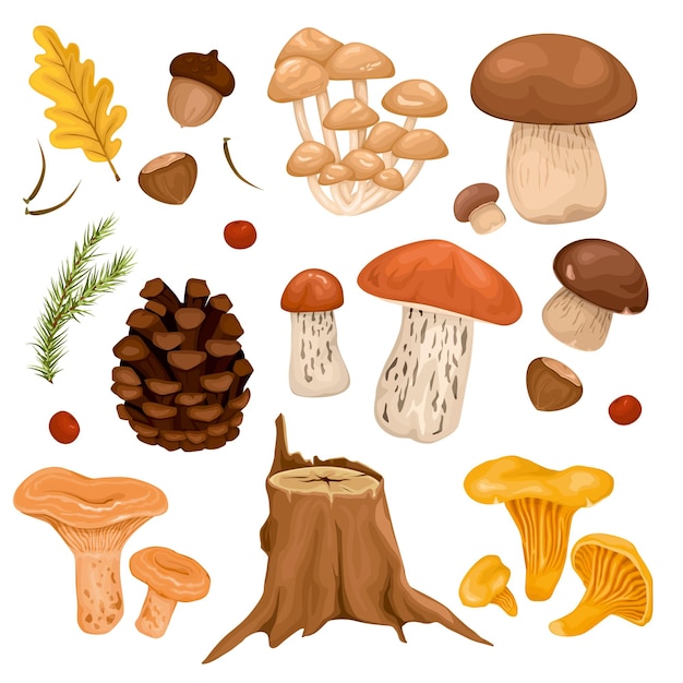 Vecteur gratuit ensemble de champignons forestiers