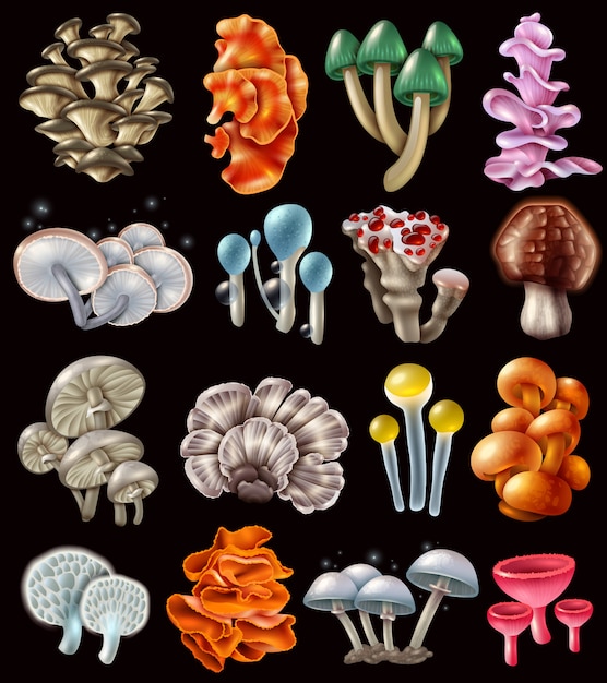 Ensemble de champignons magiques colorés