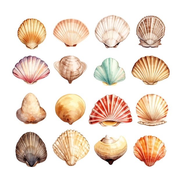 Vecteur gratuit ensemble de coquillages aquarelles sur illustration isolée clipart de mer