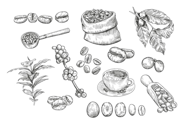 Ensemble De Croquis De Grains De Café