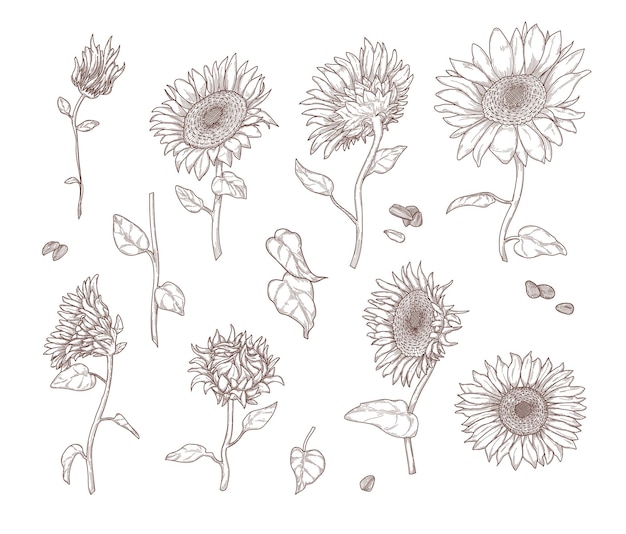 Ensemble de croquis de tournesol monochromes. Feuilles de tournesol, tiges, graines et pétales dans un style vintage dessiné à la main