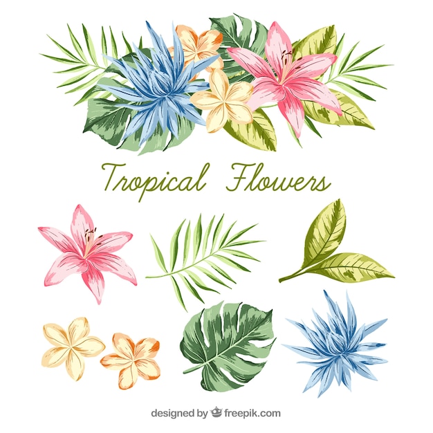 Ensemble De Dessinés à La Main De Fleurs Tropicales Colorées