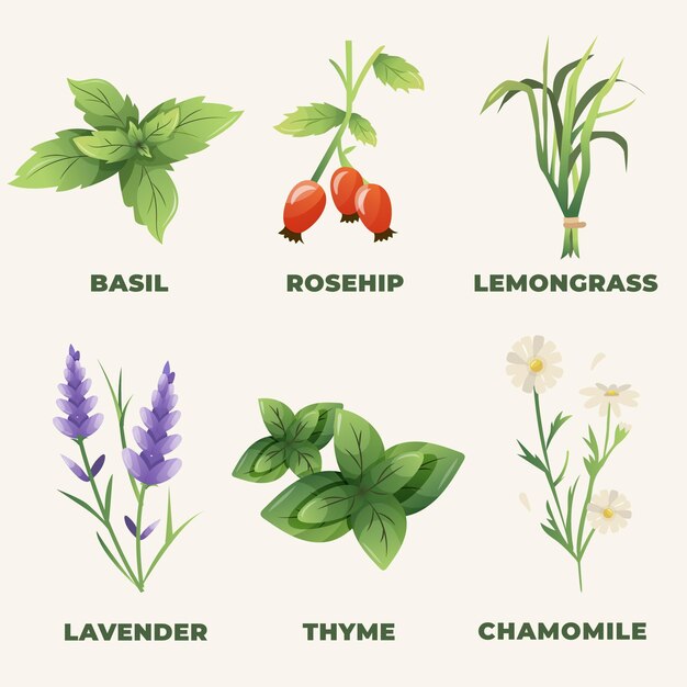 Ensemble détaillé d'herbes aux huiles essentielles