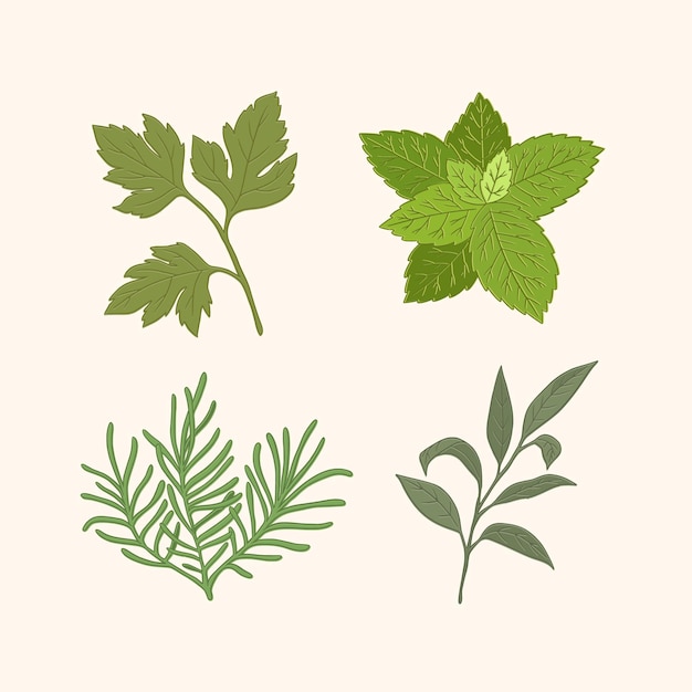 Ensemble détaillé d'herbes aux huiles essentielles