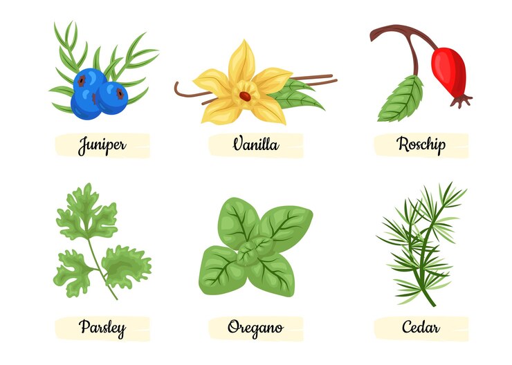 Vecteur gratuit ensemble détaillé d'herbes aux huiles essentielles