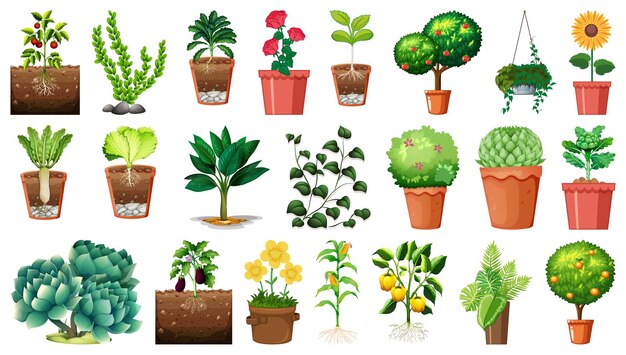 Ensemble de différentes plantes en pots isolé sur fond blanc