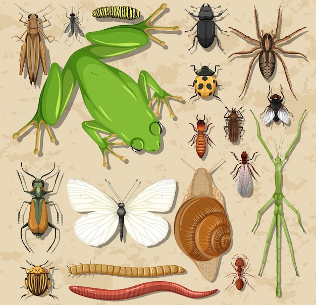Ensemble de différents insectes et amphibiens sur une surface en bois
