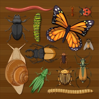 Ensemble de différents insectes sur fond de papier peint en bois