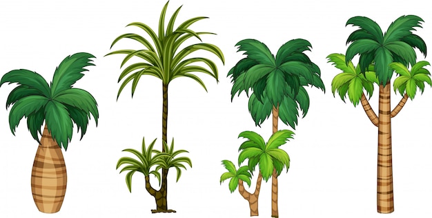 Ensemble de différents palmiers