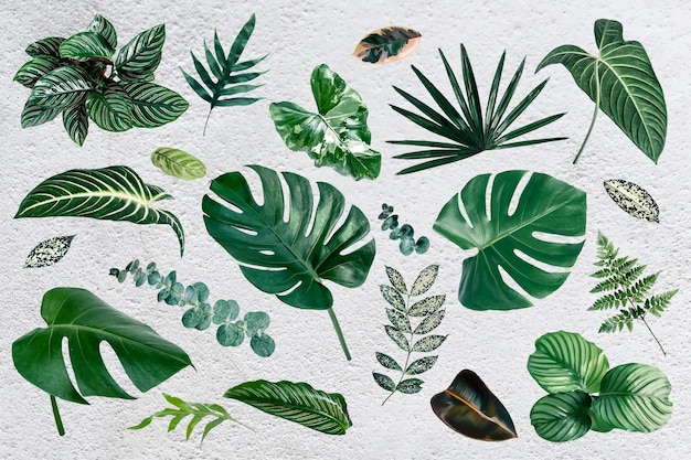 Vecteur gratuit ensemble d'éléments de conception de feuilles tropicales gren