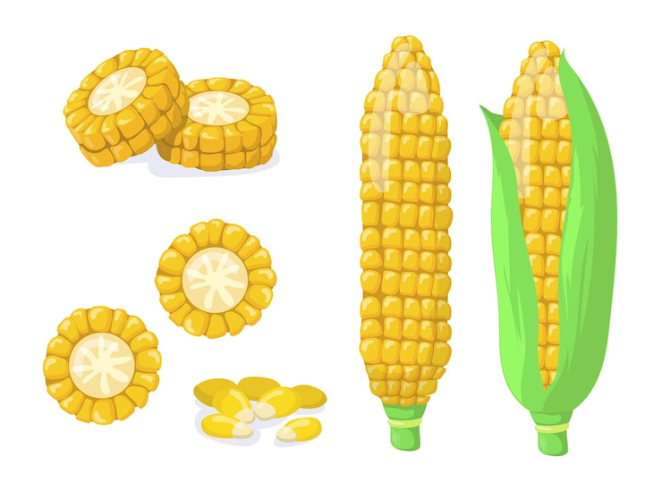 Vecteur gratuit ensemble d'éléments plats de récolte de maïs d'or ou d'or. épis de maïs de dessin animé ou graines, grains pour collection d'illustration vectorielle isolé pop-corn. concept d'aliments et de légumes sains